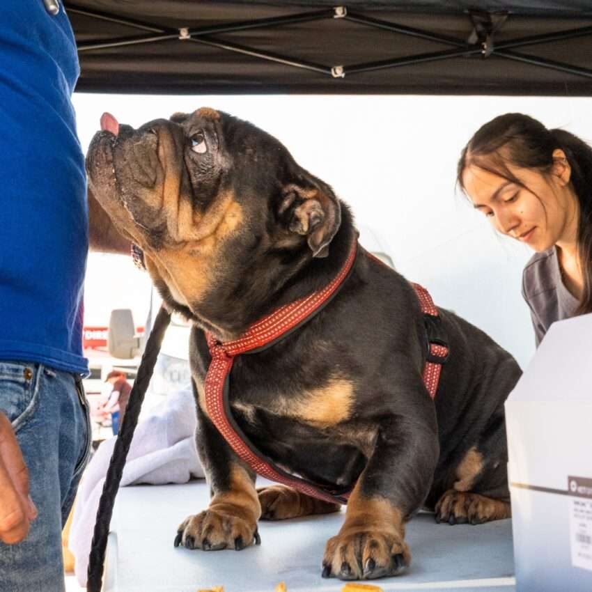 Mobile Vaccine Clinic at Longo Toyota
