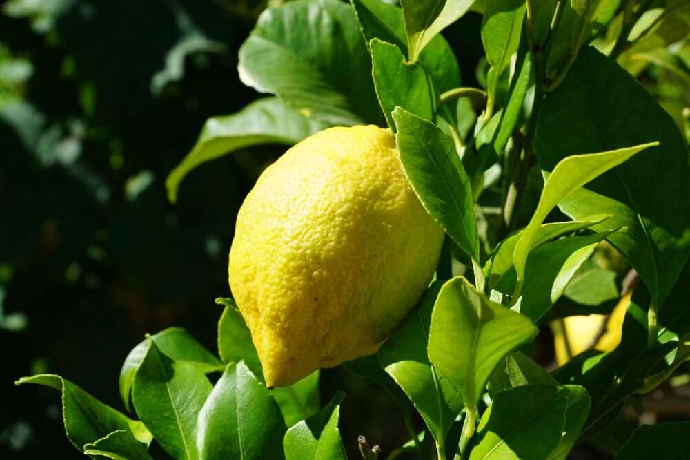 Protecting Community Citrus Trees During State Emergency